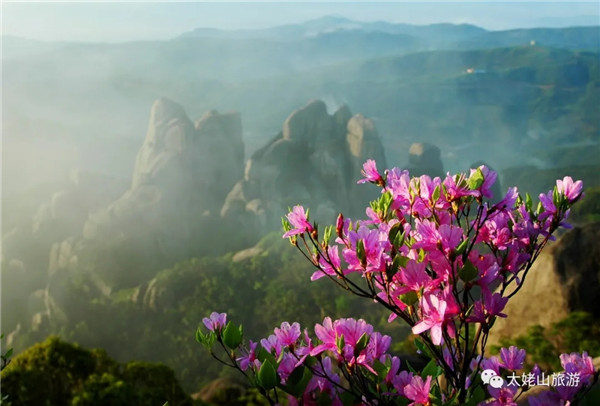 以花的名義去太姥山赴一場(chǎng)“爛漫”之約