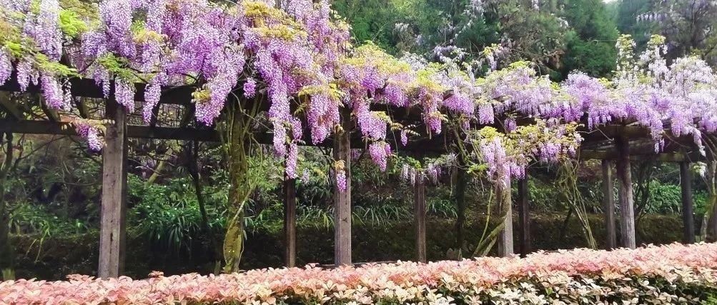 太姥山紫藤花又開了~花期不等人，快來打卡！