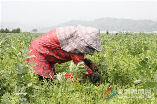 太姥山鎮(zhèn)千畝蠶豆進(jìn)入采摘季