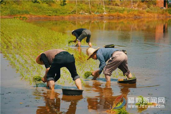 福鼎：早稻插秧早 農(nóng)戶“幸?！泵?/><em>福鼎：早稻插秧早 農(nóng)戶“幸?！泵?/em></a></li>
<!---->
<li><a href="/xinwenpindao/xiangzhenkuaidi/diantou/2021-04-27/85699.html" target="_blank"><img src="http://www.haicao88.cn/d/file/20210427/e2d20883643abfc71222424183917fd8.jpg" alt=