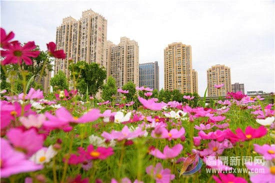 玉塘花海：綻放幸福夏天