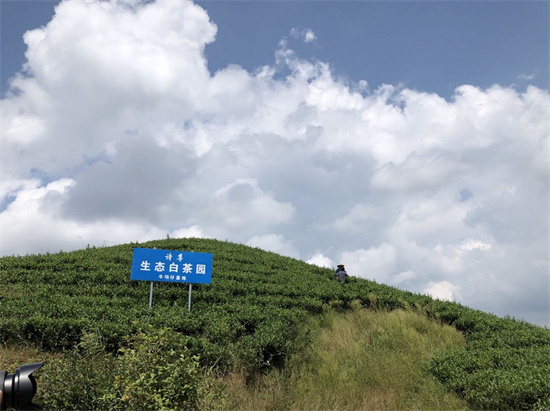 扎根青山茶園 筑夢(mèng)振興之路