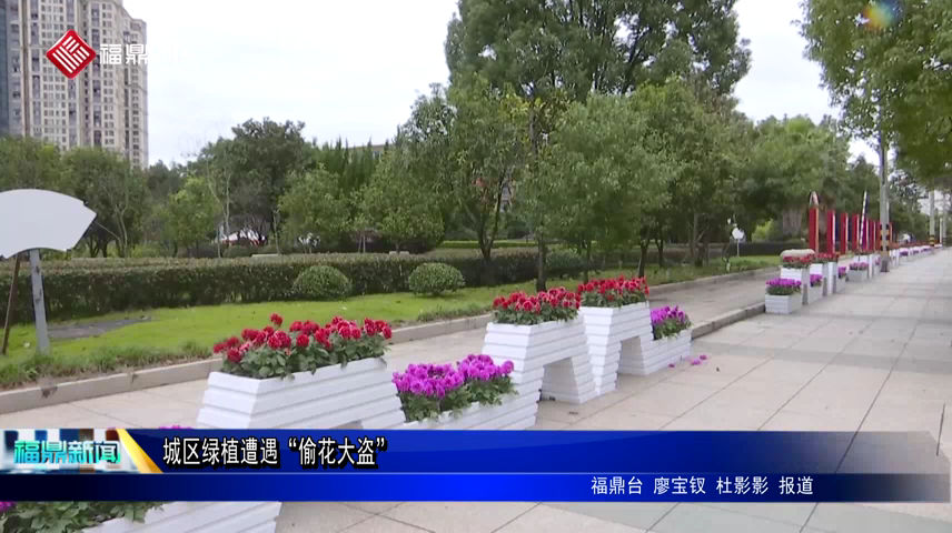 城區(qū)綠植遭遇“偷花大盜”