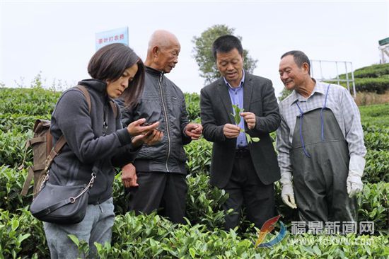 中國農(nóng)業(yè)科學院農(nóng)技專家赴點頭茶山指導生態(tài)茶園冬季封園管理