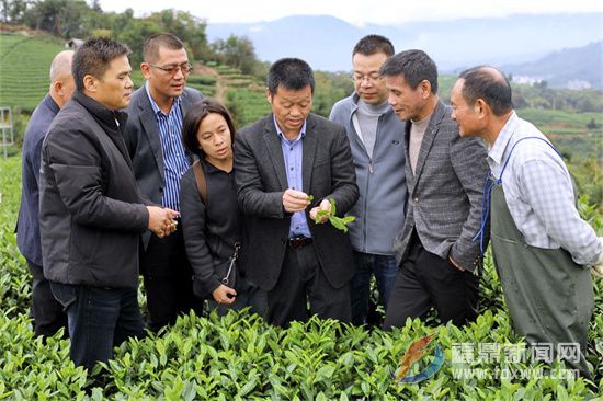 中國農(nóng)業(yè)科學(xué)院農(nóng)技專家到點頭茶山指導(dǎo)生態(tài)茶園冬季封園管理