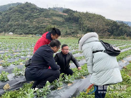 200多名農(nóng)技人員“下沉”一線 指導(dǎo)做好防寒防凍工作