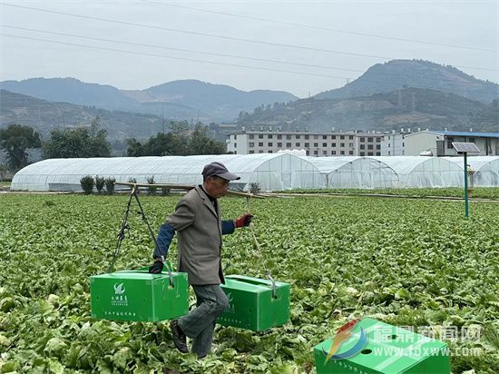 瀲城生菜上市，產(chǎn)銷(xiāo)兩旺