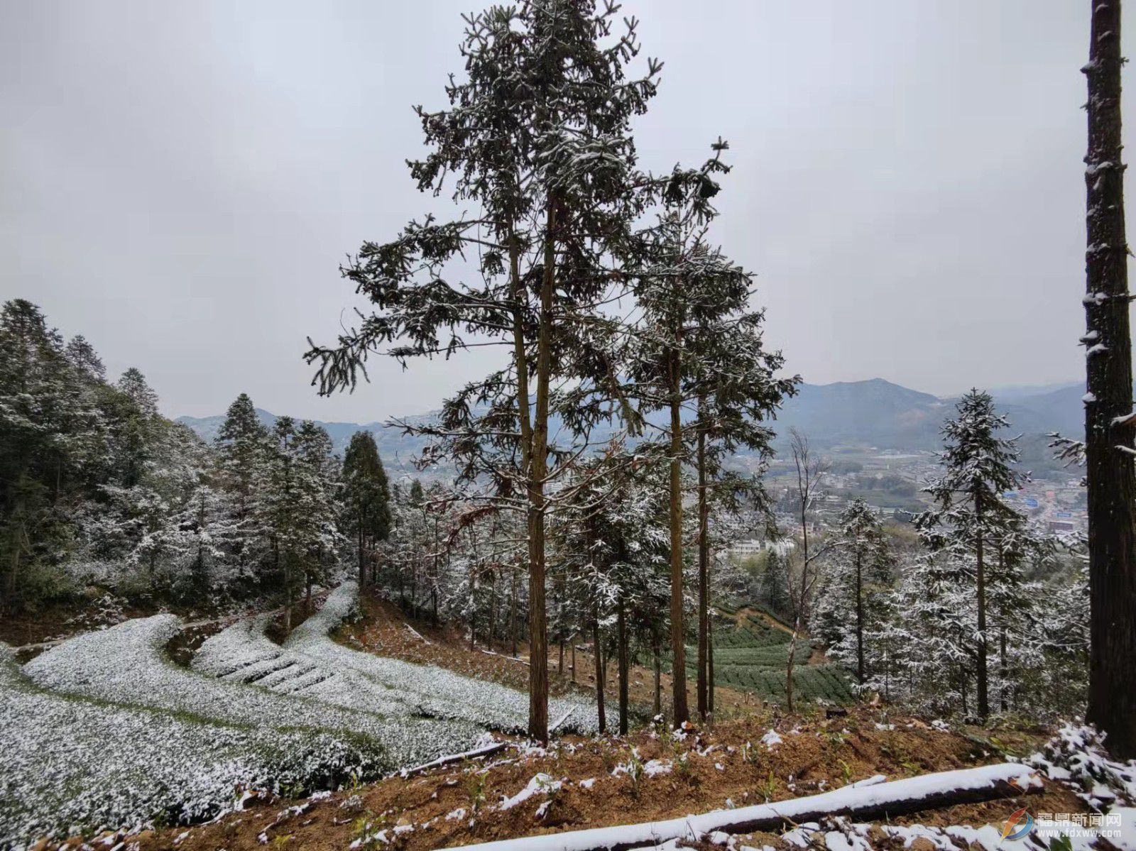 福鼎：虎年開盛景 瑞雪兆豐年