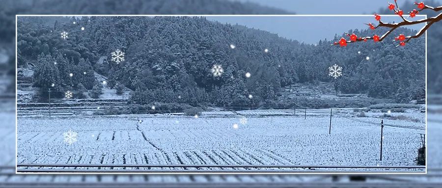 今天福鼎的雪下得很認真！