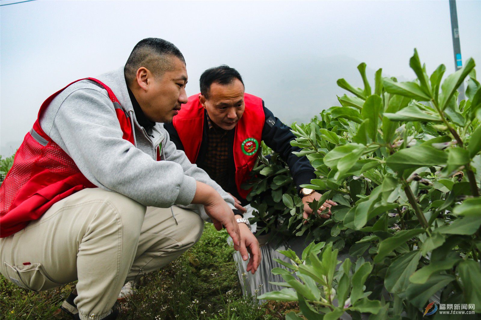 福鼎：農(nóng)業(yè)保險“護(hù)航”蠶豆種植