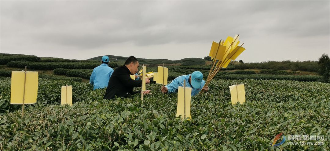 福鼎：茶園抓管理 春茶備戰(zhàn)忙