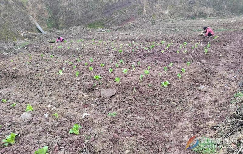 點頭鎮(zhèn)扎實做好農村耕地“非糧化”整治工作 堅守耕地紅線