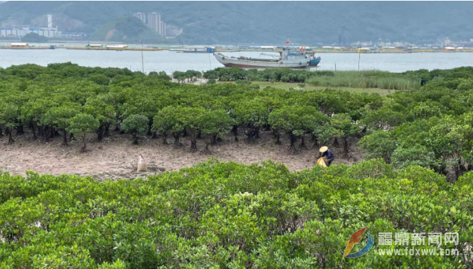 福鼎:種植紅樹林 修復(fù)海岸線