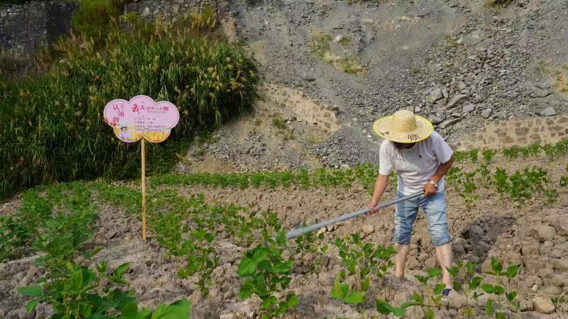 桐山：認領(lǐng)撂荒地 喚醒沉睡土地