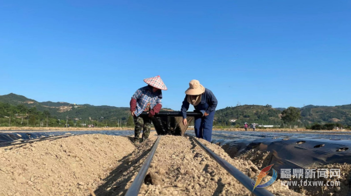 搶抓時機 秋季農業(yè)生產進入高峰