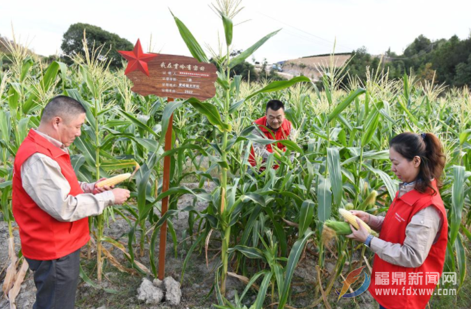 市供電公司：認領一畝田 荒地變良田