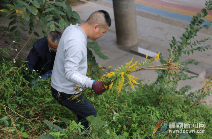 “加拿大一枝黃花”現(xiàn)身普后大橋，市林業(yè)局緊急鏟除