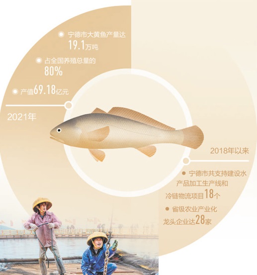 大黃魚(yú)如何“游”回百姓餐桌（一線調(diào)研）