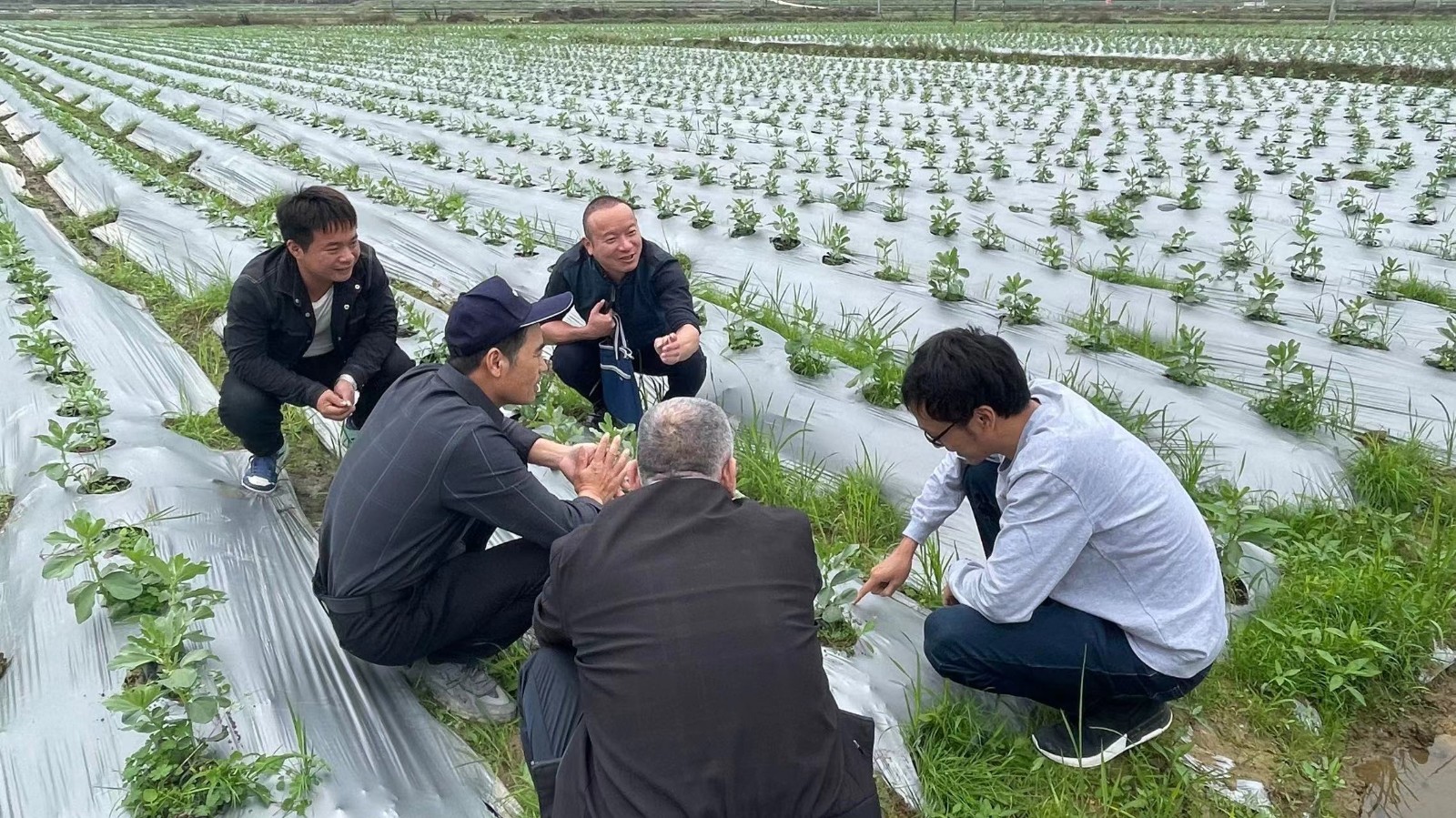 農(nóng)技人員田間把脈 助冬種增收