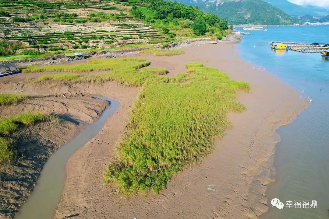 加強日常巡查管控，確保互花米草除治成效