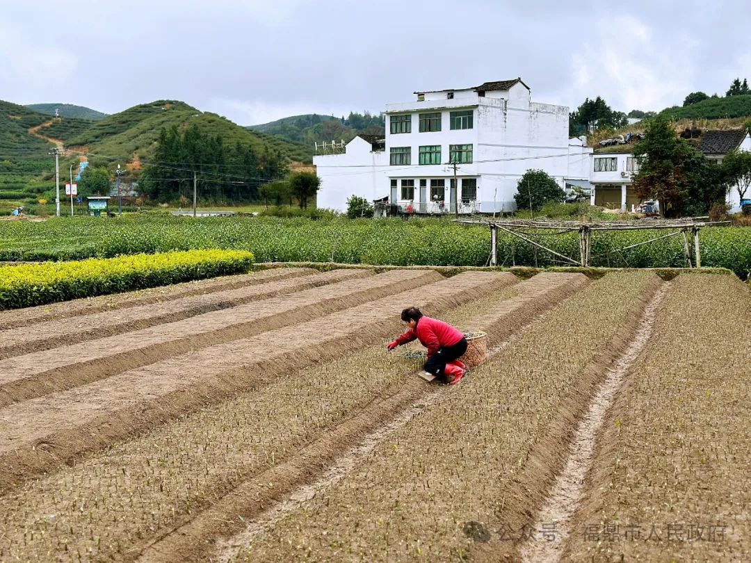 黃梔子育苗增收正當(dāng)時