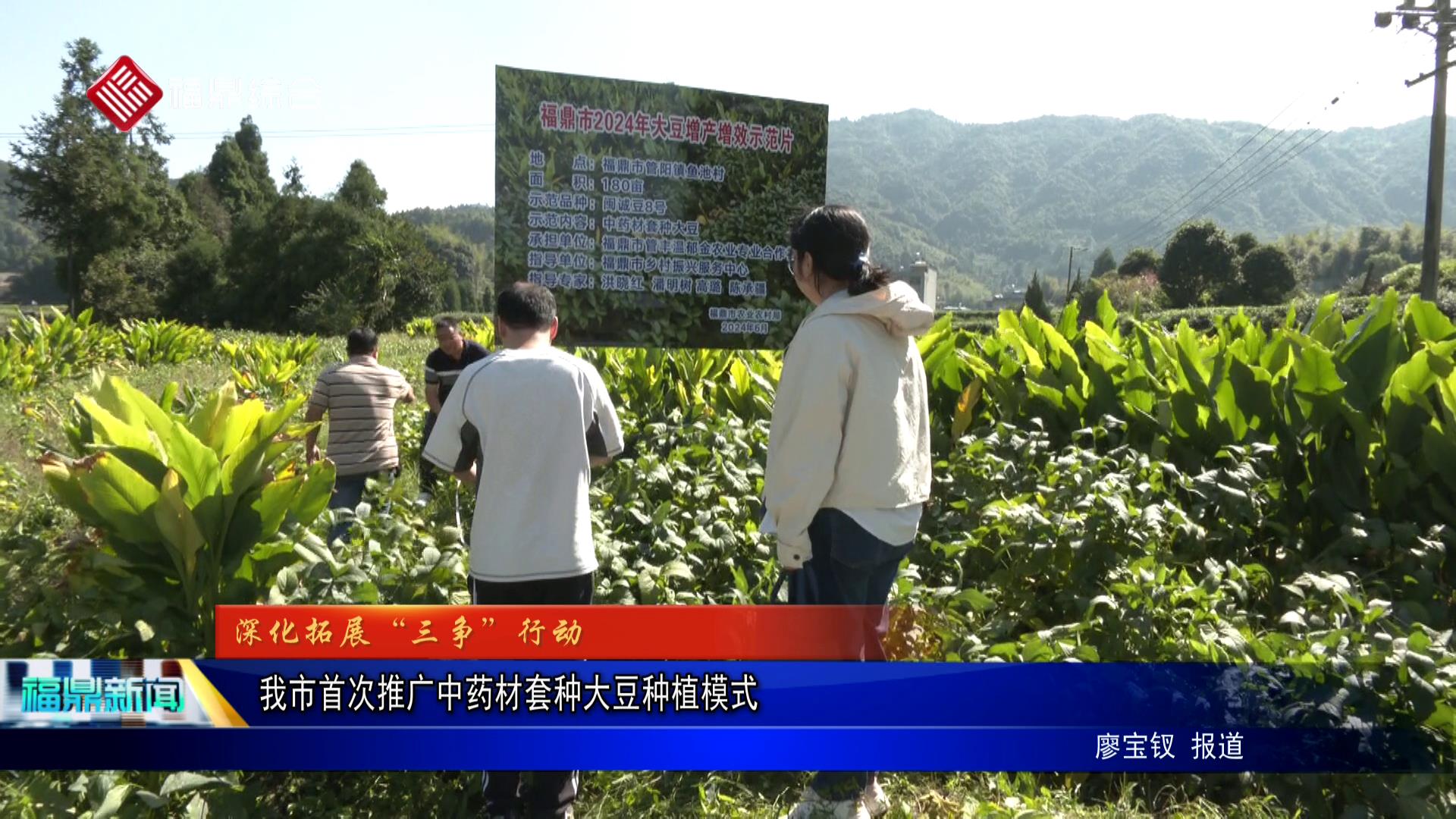  我市首次推廣中藥材套種大豆種植模式