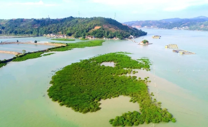 海中植“綠”芯 ，藍疆筑“金”堤