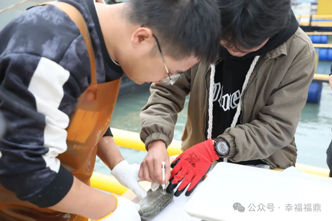 首次對花鱸注射芯片！福鼎鱸魚也有選育芯片了