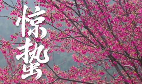 驚蟄喚春色丨福鼎邀你共赴一場(chǎng)山海花事